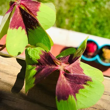 Casa Do Trevo Ubytování v soukromí *