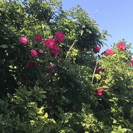 Privatunterkunft Casa Do Trevo *