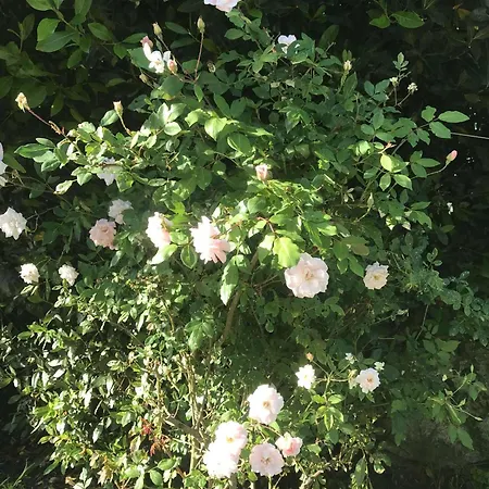 Casa Do Trevo Ubytování v soukromí Salir de Porto