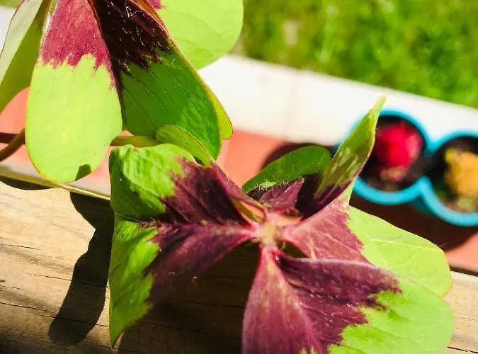 Casa Do Trevo ホームステイ *