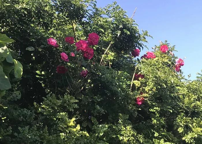 ホームステイ Casa Do Trevo *