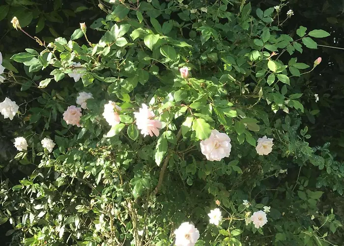 Casa Do Trevo בית אירוח Salir de Porto